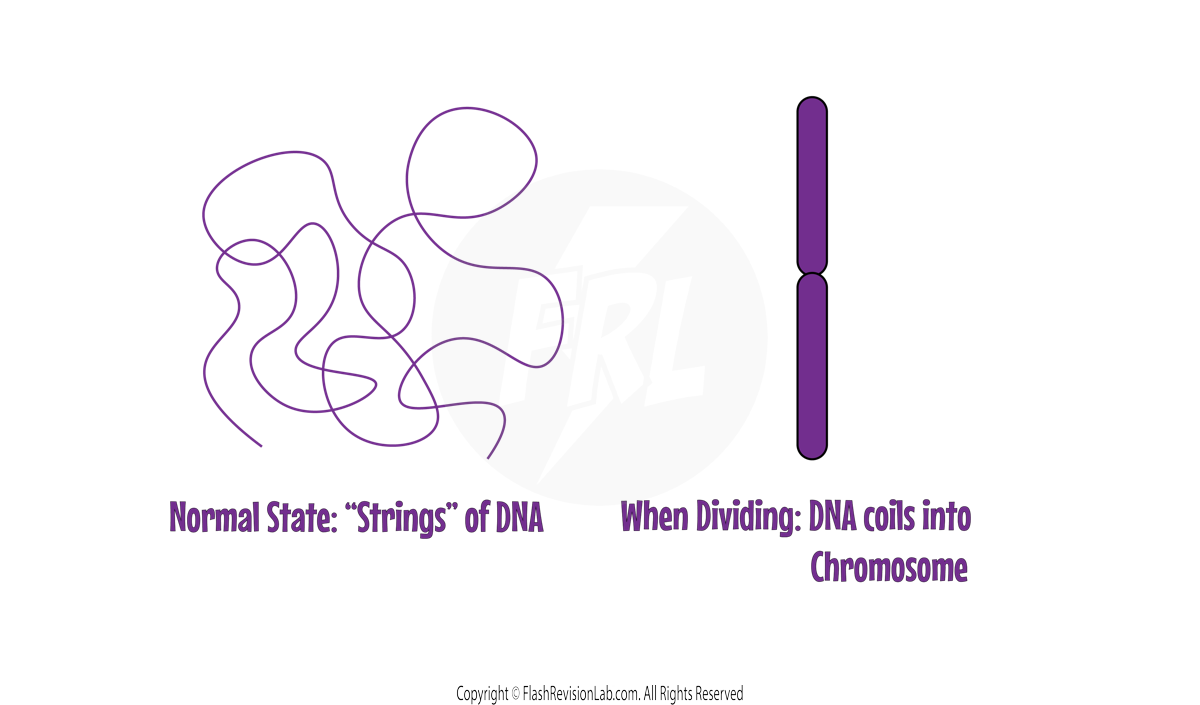 Chromosome Formation